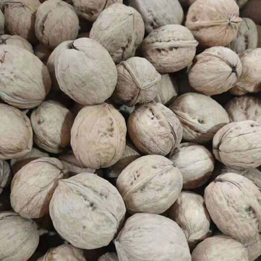 成都 新疆185纸皮核桃大量现货