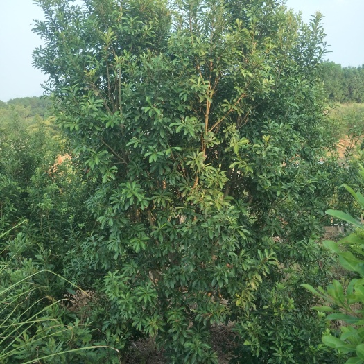 靖州县东魁杨梅树苗 精品扬梅树柚子树