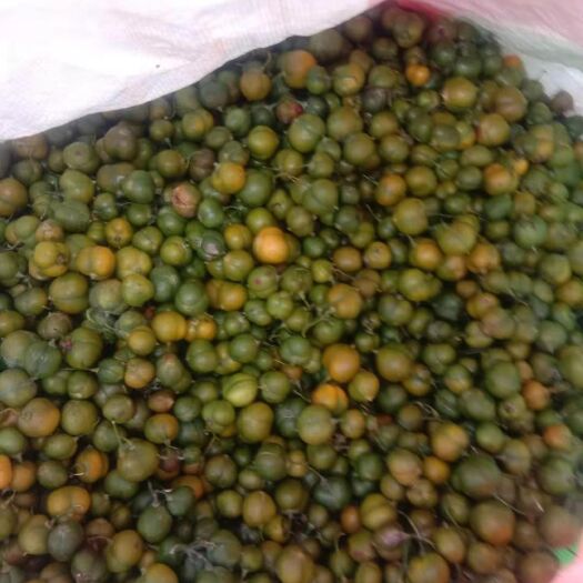 思茅滇黄精 鲜货 云南省普洱市思茅区