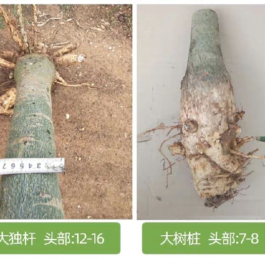 遂溪县 盆景发财树 直径6厘米到8厘米