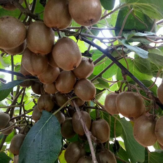 周至县猕猴桃含有丰富的维生素C，可强化免疫系统，补充脑力所消耗的