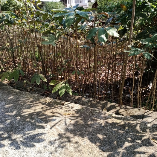 五峰县七叶树苗农户直销