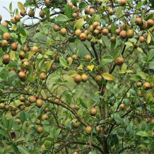 柳城县白花山茶油 白花品种茶油大量供应，欢迎大家来电咨询！