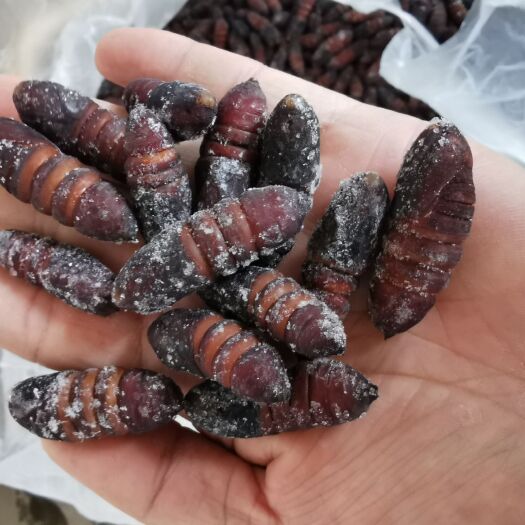 沧州蚕蛹  松蛹，新货质量好