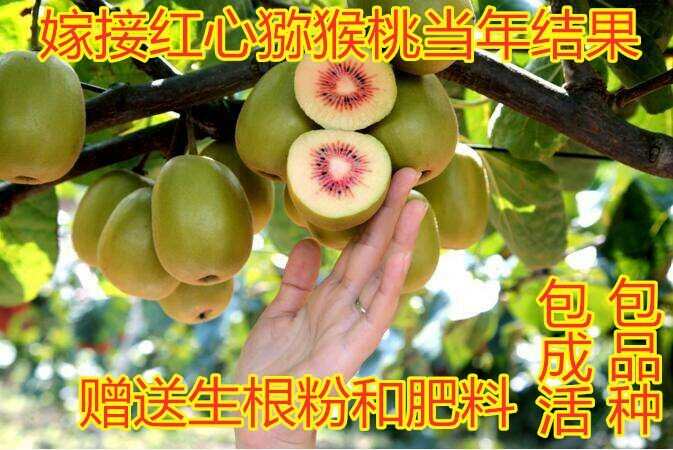 平邑县 基地直销嫁接猕猴桃苗 包成活 包品种 包挂果 欢迎老板订购
