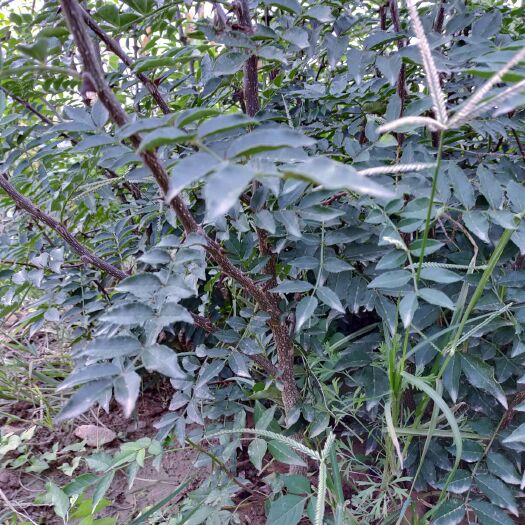 绛县 花椒树苗大红袍花椒苗四川食用麻椒苗盆栽地栽无刺高产种当年结