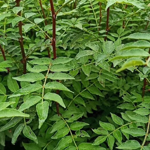 泰安泰山花椒苗 根系发达，成活率高，产量高 ，寿命长，管理简单。