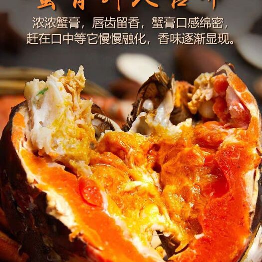  现货大闸蟹鲜活水产全母特大螃蟹海鲜