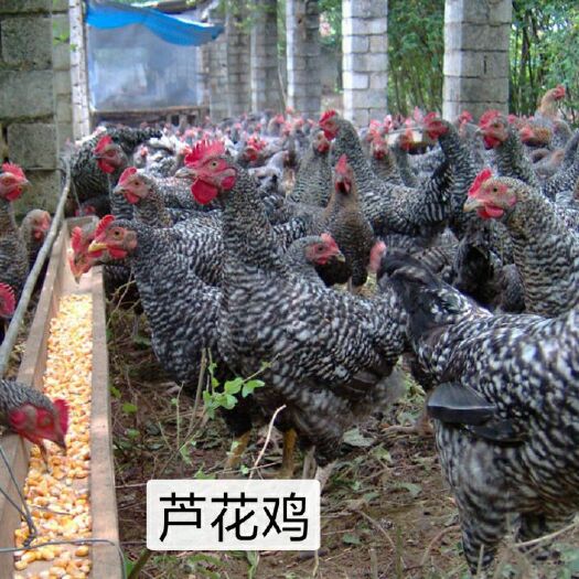 南宁芦花鸡苗 母