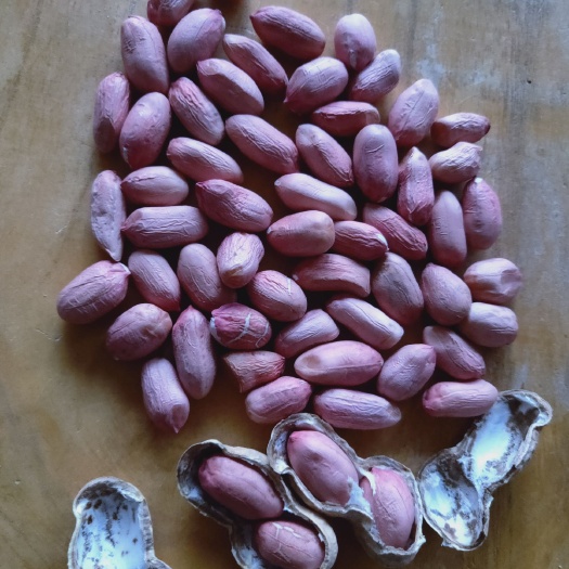 宁陵县花育25花生种子  大量供应手剥麦茬花生米