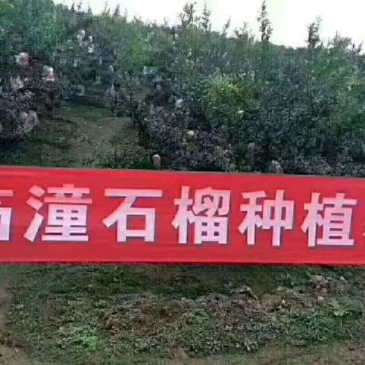 西安 石榴臻品，王的选择
