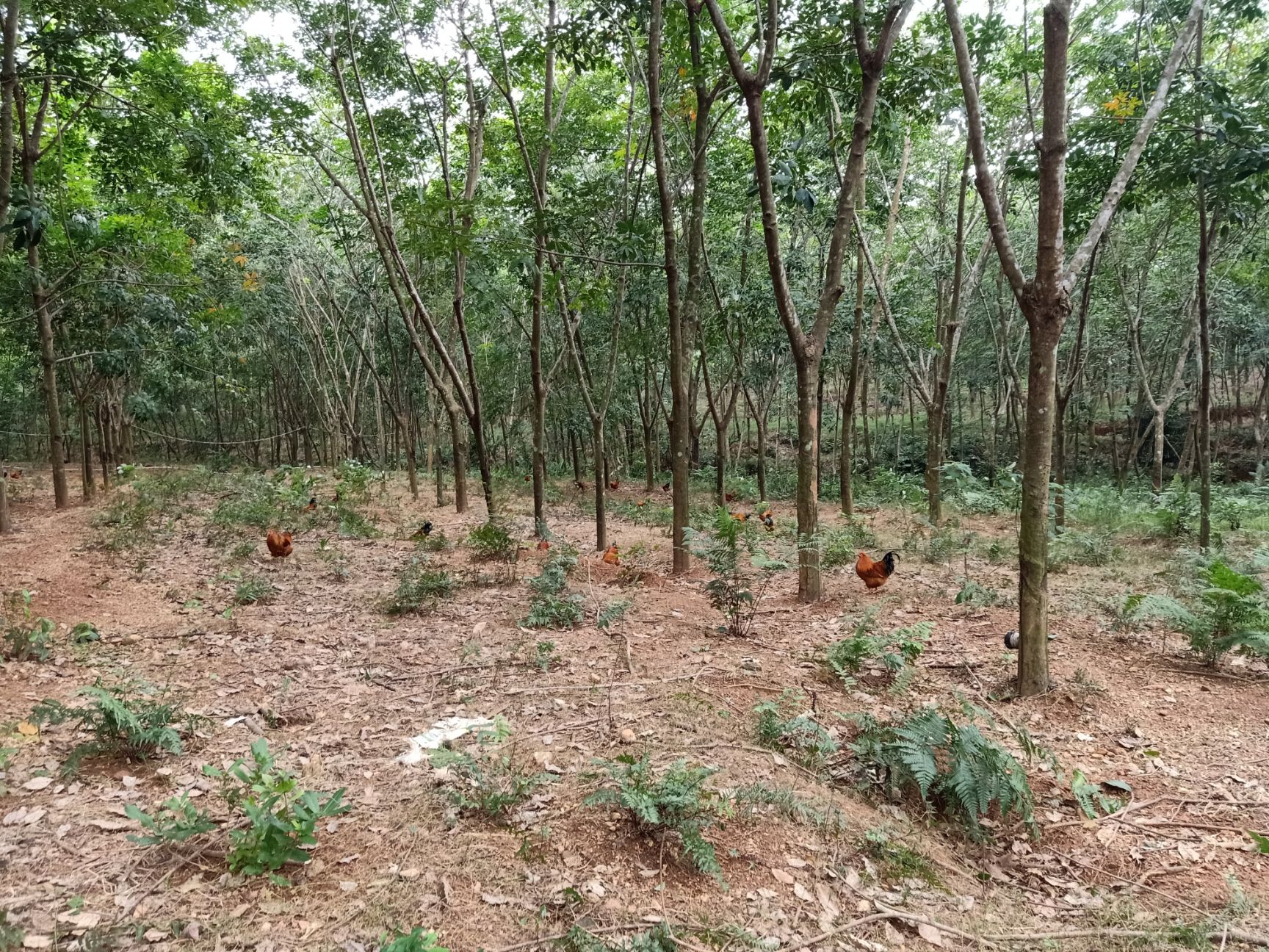  散养土鸡