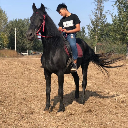 嘉祥县 大黑马，骑乘大马，景区用马
