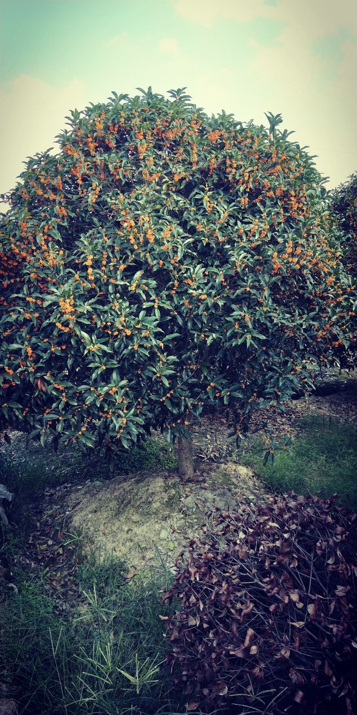 黄金桂花树 金挂