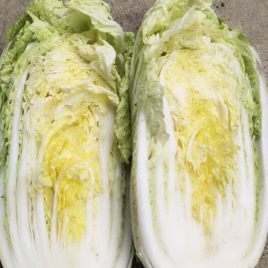 平度市 黄心娃娃菜开卖了