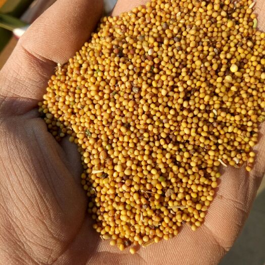 右玉县供应黄油菜籽
