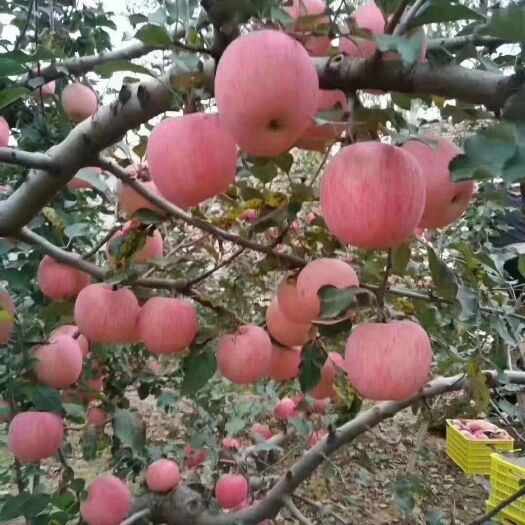 长武县红富士苹果 无打蜡，无抛光，味道不错的有机产品，你值得品尝