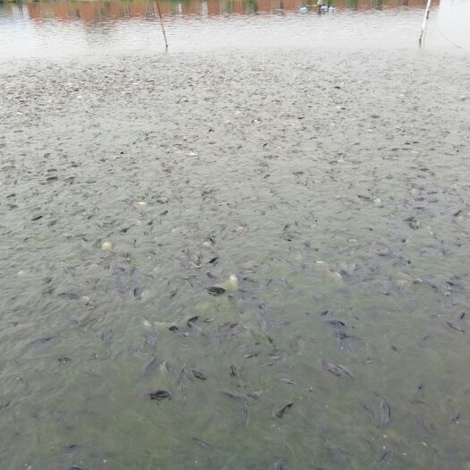 嘉鱼县彭泽鲫鱼 彭泽鲫