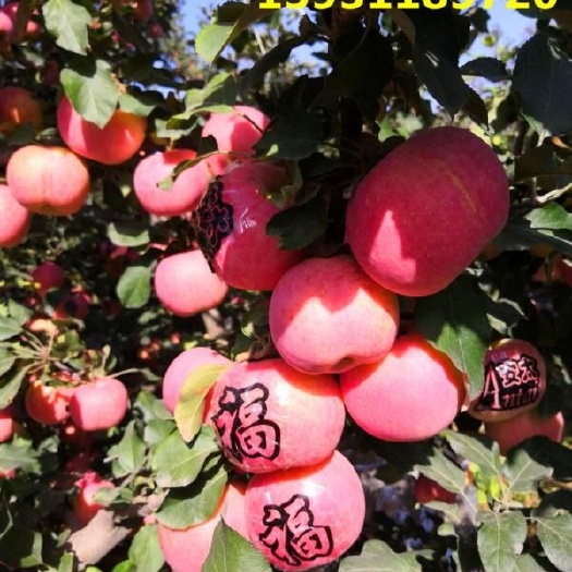 行唐县 苹果苗红富士苹果苗便宜出售了