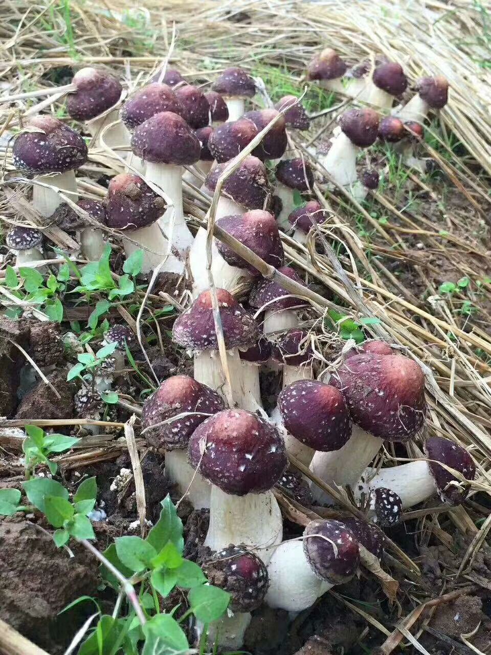 大球盖菇 大球盖种植