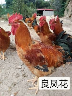 南宁良凤花鸡苗 统货