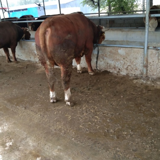 阳信县肉牛  大量供应育肥牛