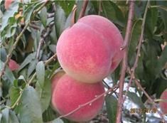 渭南 金秋红蜜桃映霜红毛桃雪桃5斤10斤整箱包邮