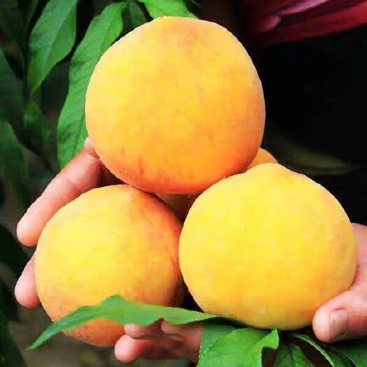 青岛 特甜黄金蜜桃子