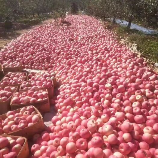 盖州市 盖州苹果大量上市，抢购开始