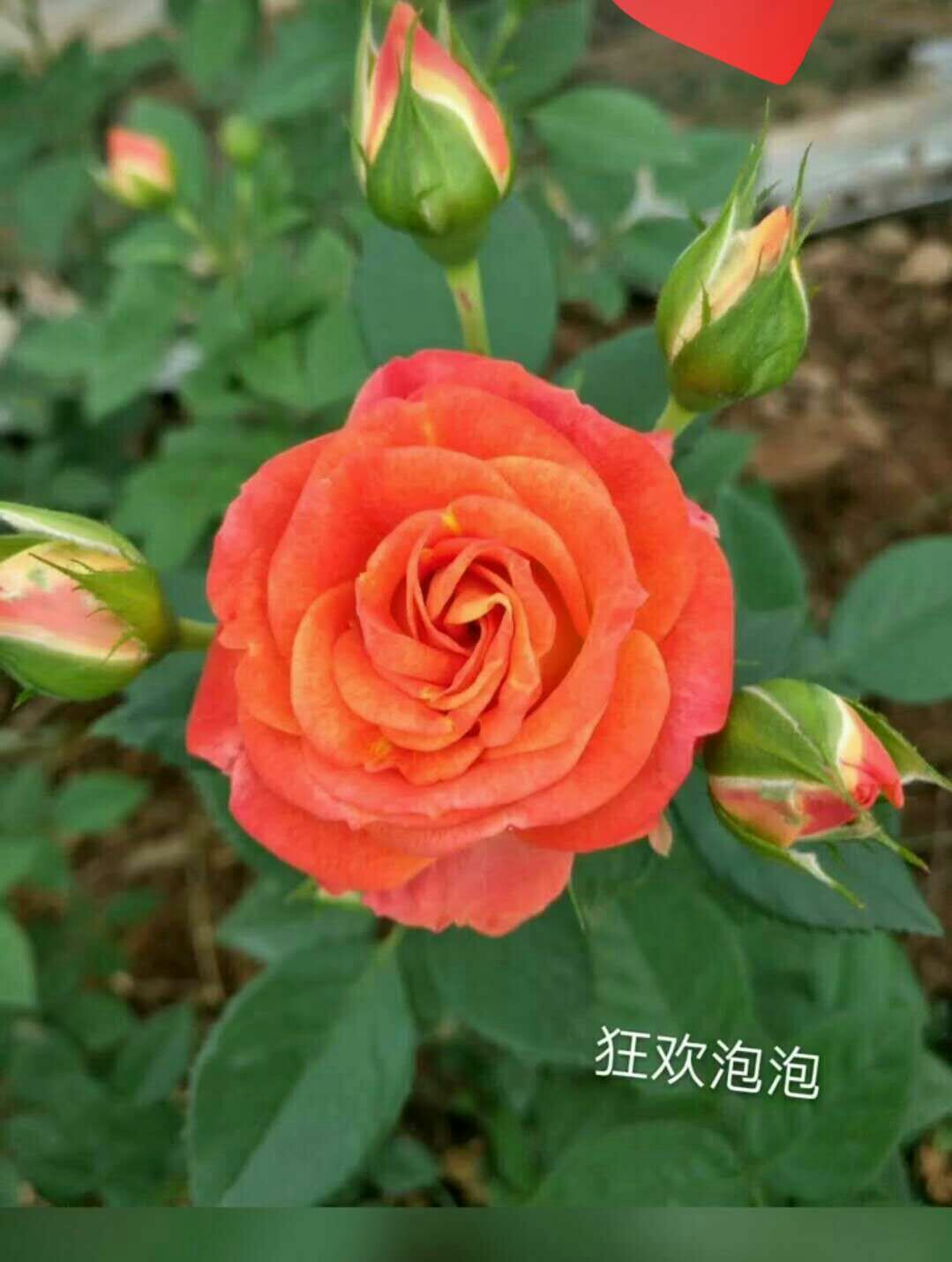 玫瑰苗 玫瑰種苗玫瑰花苗大花月季豐花月季四季開(kāi)花