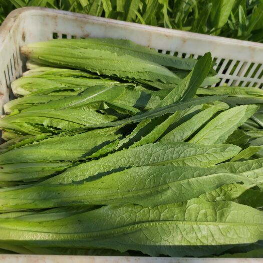 曹县青油麦 精品油麦