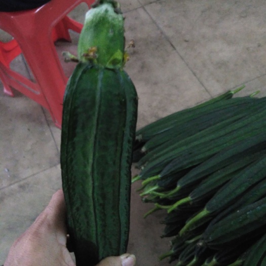 广州 青丝瓜