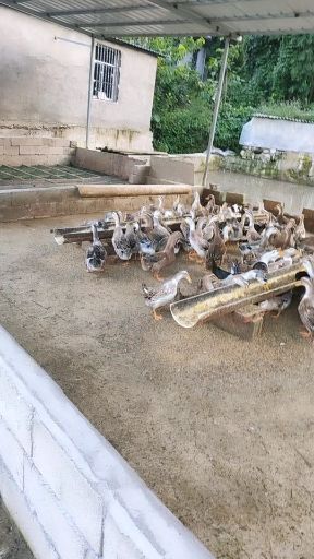 麻鸭 4-5斤 统货 半圈养半散养