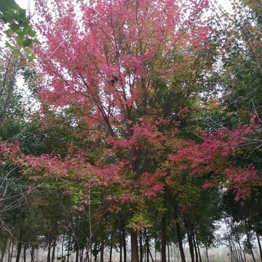 南召县 三角枫基地批发