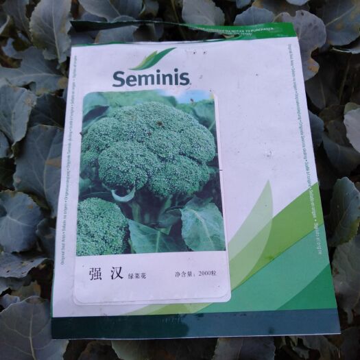 通海县西兰花苗  种苗粗壮，成活率好。