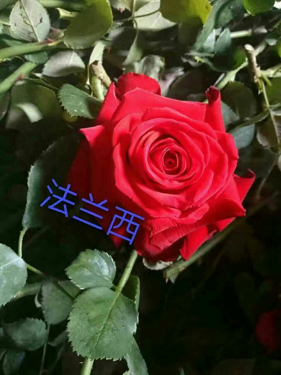 玫瑰苗 玫瑰種苗玫瑰花苗大花月季豐花月季四季開(kāi)花