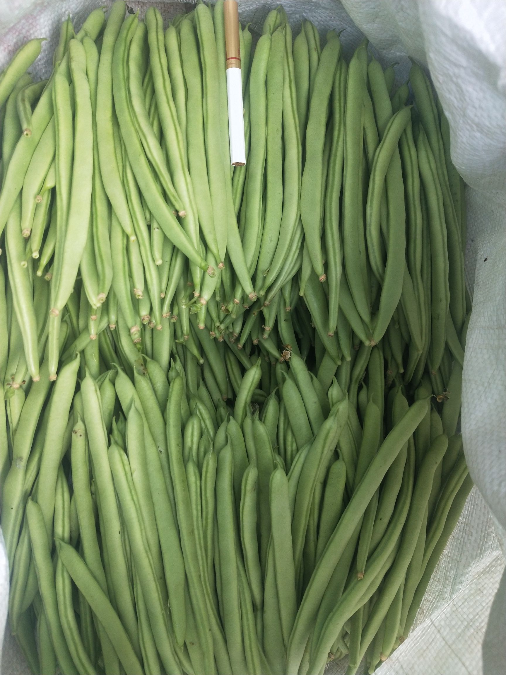 紫花四季豆 欢迎老板骚扰