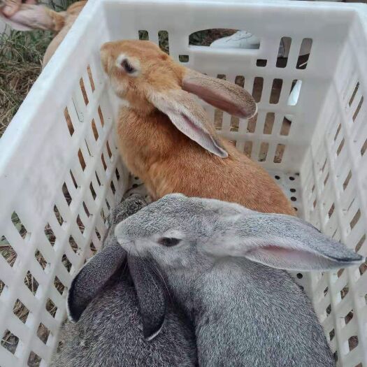 郓城县虎皮黄兔 种兔