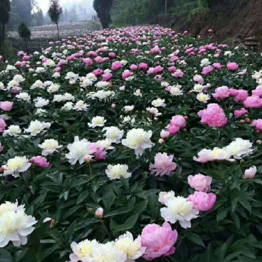 中江县 观赏重瓣芍药