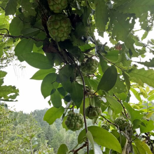 通道县粉红黑老虎苗 黑老虎
苗