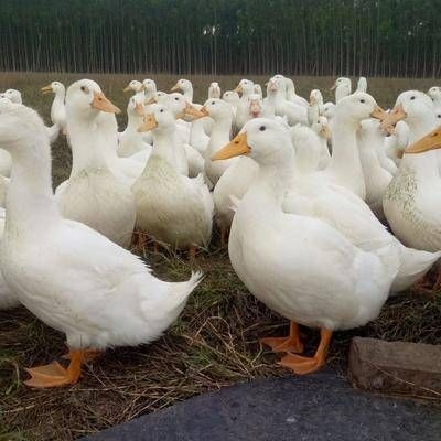 南宁樱桃谷鸭苗（桂柳白鸭苗）出壳苗