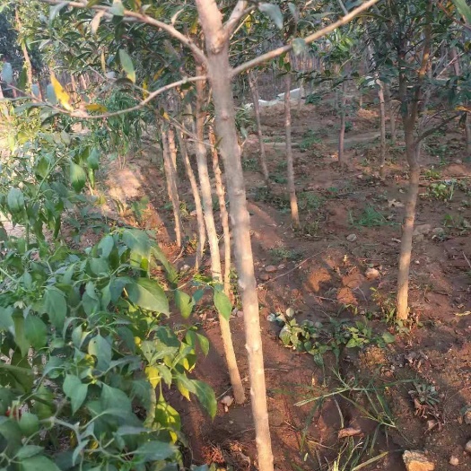 平邑县蒙阳红石榴苗 大量供应石榴苗