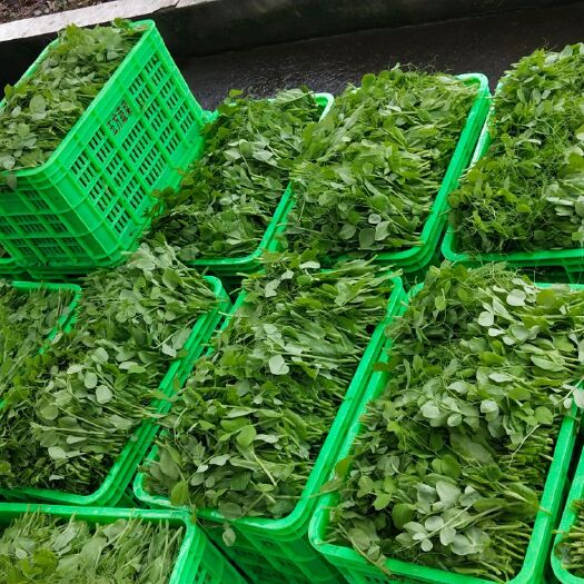绵竹市豌豆苗 新鲜，质量过硬