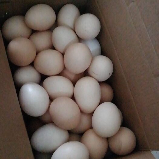 原阳县普通鸡蛋  精品农三柴鸡蛋，36-40.双色蛋黄.