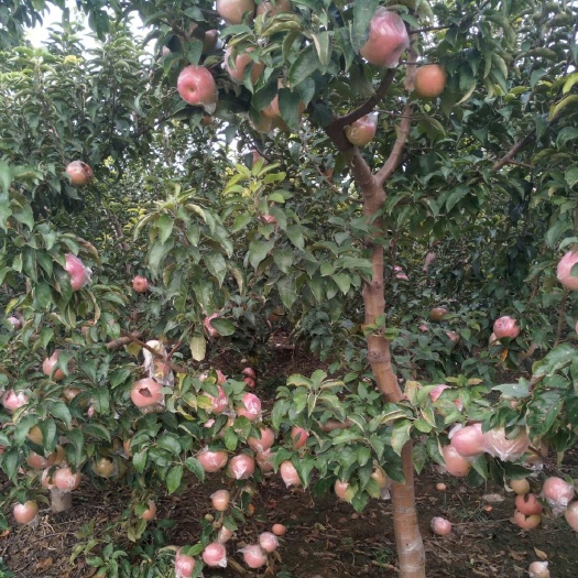 滑县 寒富苹果