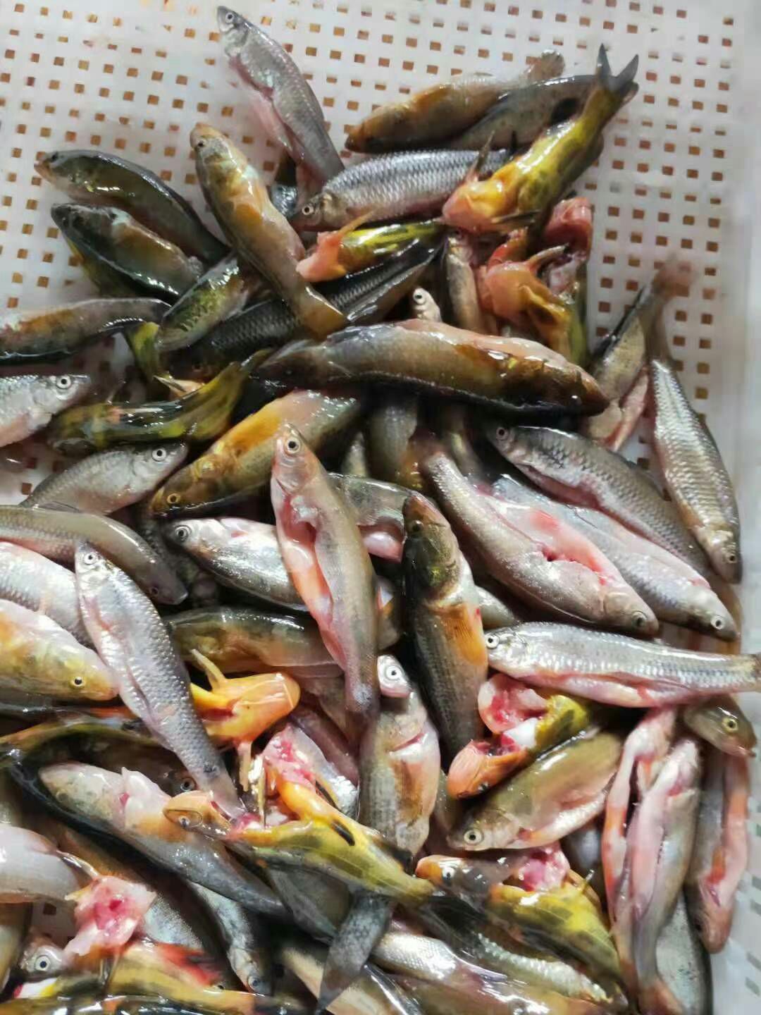 山坑鱼仔鱼仔货源充足质量杠杠的想做长期生意的就来下订吧