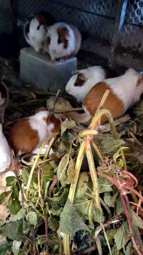 太和县荷兰鼠 商品荷兰猪1斤左右种公一斤半的。试验鼠。酒楼。宠物猪