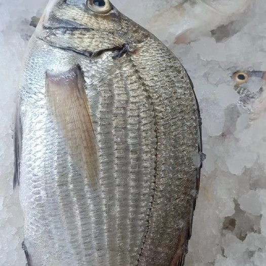 饶平县黄脚立鱼苗 黄立鱼