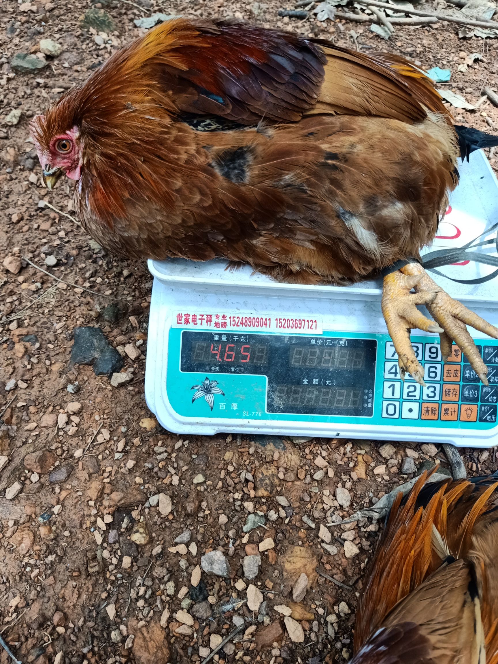  散养土鸡
