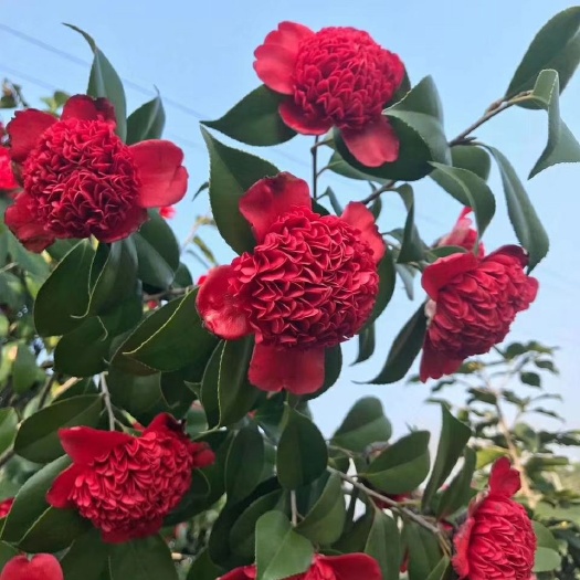 漳平市 名贵品种茶花：金盘荔枝 12杯茶花苗原盆原土产地发货快递包邮